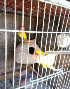 Pasnata Red Eyes Lotino Love Birds Pair 0