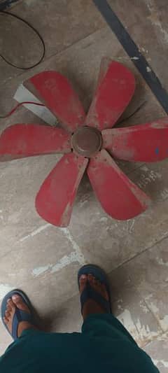 fan