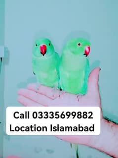 Pair 11000 Hand Tamed Friendly Green Ring Neck Parrots Male/Female