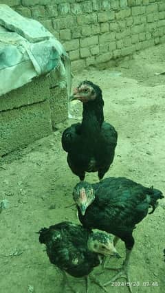 3 hen 11 baby . aseel  for sale . 3 murgy . pic dek lo. Rwp