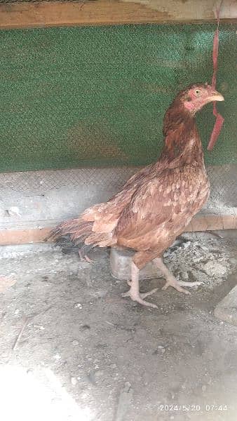 3 hen 11 baby . aseel  for sale . 3 murgy . pic dek lo. Rwp 3