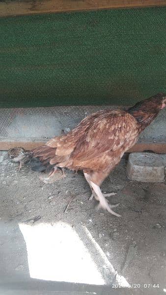 3 hen 11 baby . aseel  for sale . 3 murgy . pic dek lo. Rwp 5