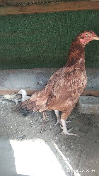 3 hen 11 baby . aseel  for sale . 3 murgy . pic dek lo. Rwp 10