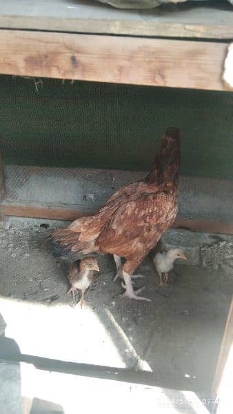 3 hen 11 baby . aseel  for sale . 3 murgy . pic dek lo. Rwp 11