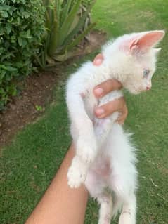 Persian cat for sale