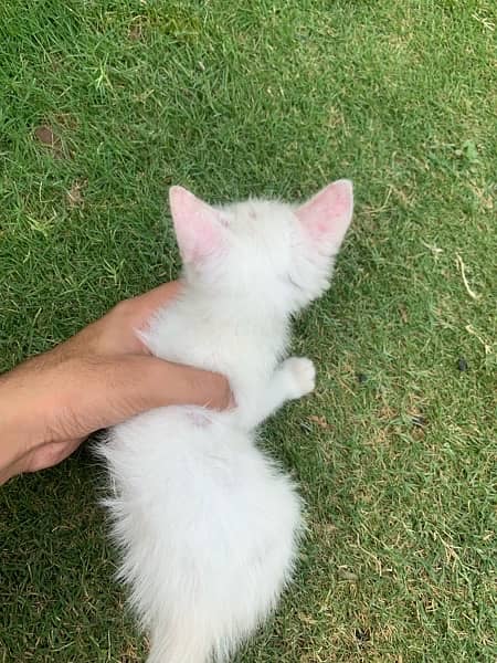 Persian cat for sale 1