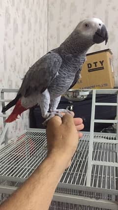 Aftican grey parrot Talking and Tamed