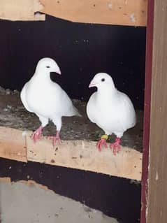 German beauty pair pigeon
