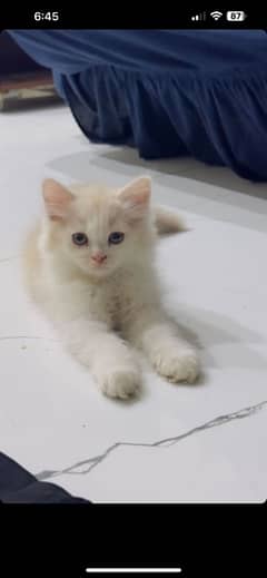 persain kittens 2 fawn colour very play full