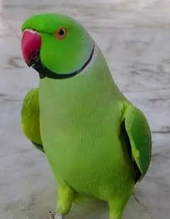 green parrot male 03086752455