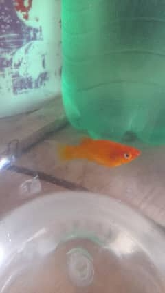 Orange and white MoonTail and black molly