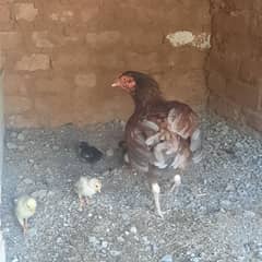 aseel chicken with chicks
