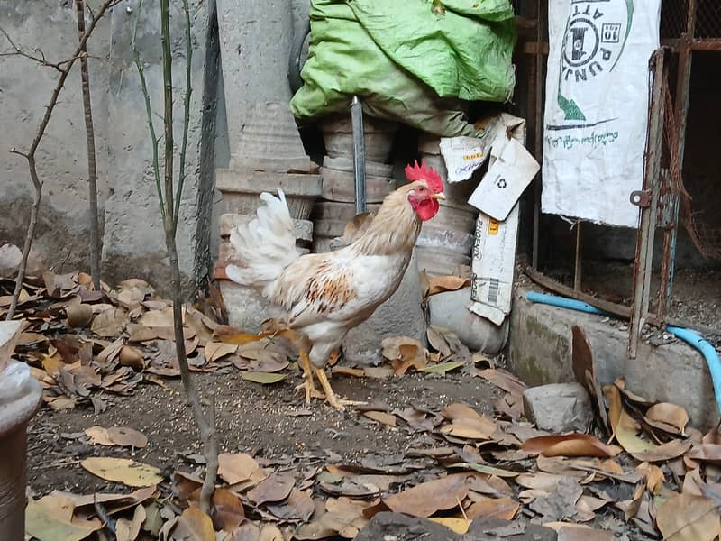 Cock (Desi Murgha / Rooster) 0