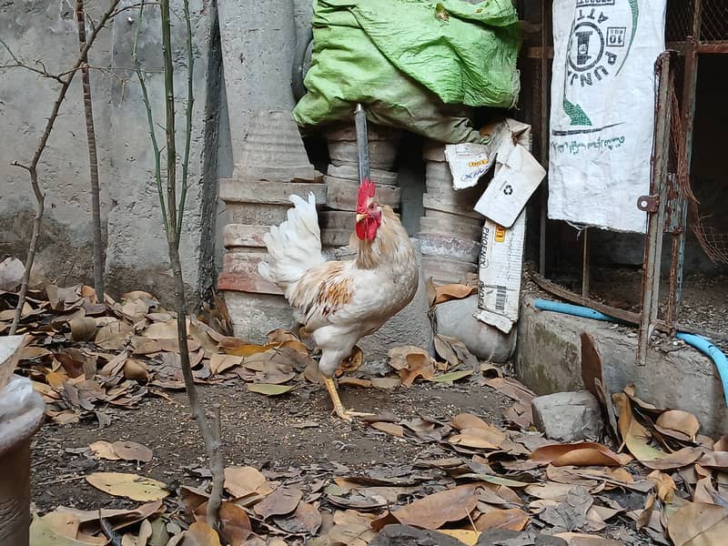 Cock (Desi Murgha / Rooster) 1