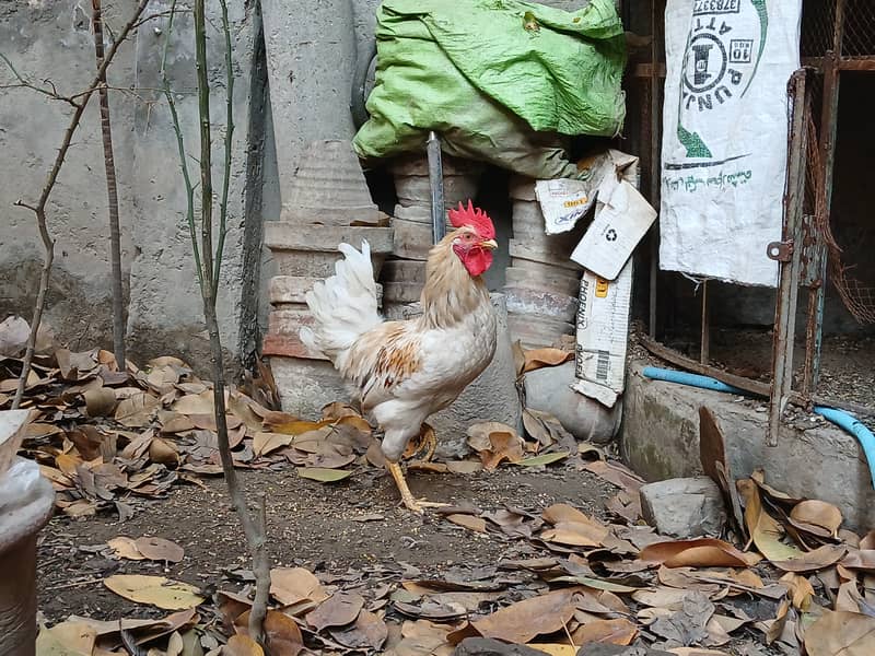 Cock (Desi Murgha / Rooster) 2