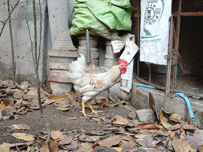 Cock (Desi Murgha / Rooster) 3