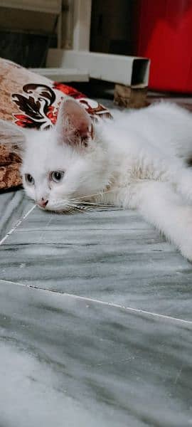 Persian Kitten For Sale 4