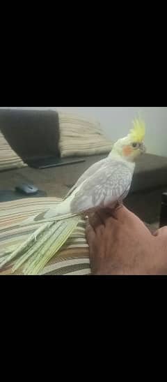 Tamed Cockatiel 0