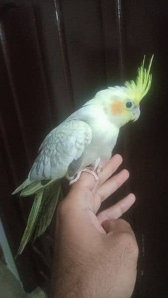 Tamed Cockatiel 2