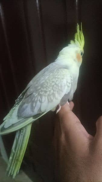 Tamed Cockatiel 3