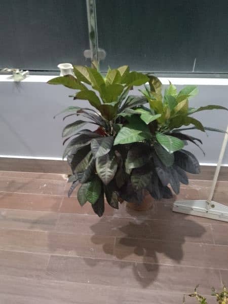 plants for sale 0