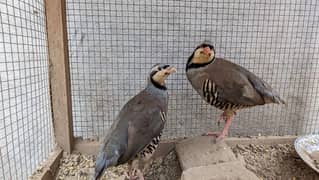 Breeding pair of Chakor partridge & 5 eggs