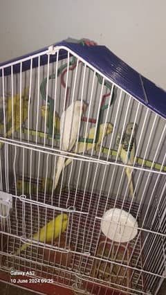 Budgies parrot hen or hogoromo pair hy aseel bhi available hy