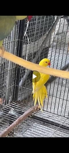 yellow ringneck mother feed dna nhi ha