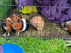 Guinea pig/ cavies available for sale