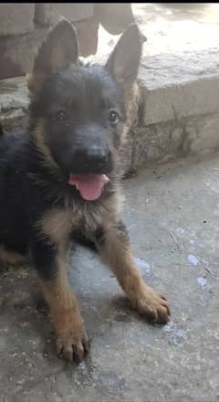 Female puppy active healthy