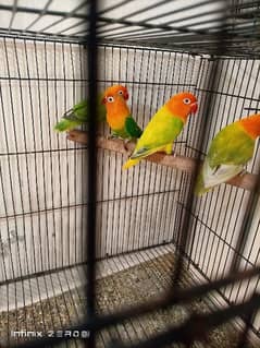 love birds (Green Opline) & Exhibition birds Australian budgies