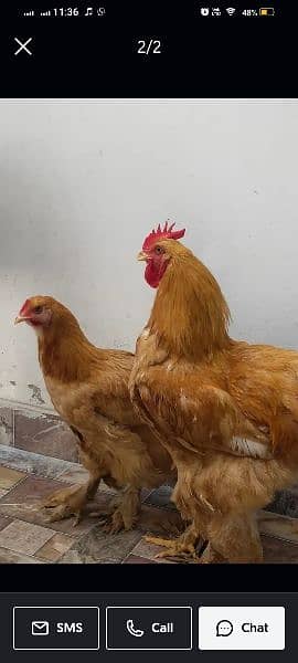 Golden Buff Pair for Sale - Urgent Required 1