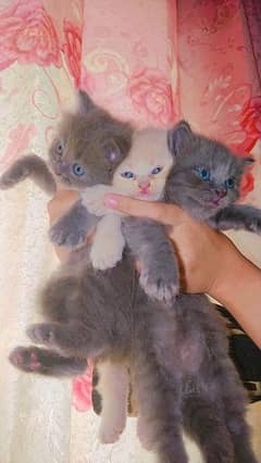 Persian fawn and grey kitten available