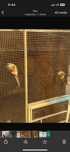 Green cheek yellow sided conure pair with dna
