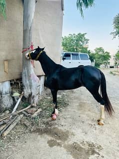 horse for sale contact 03005756923