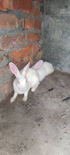 rabbits red eyes