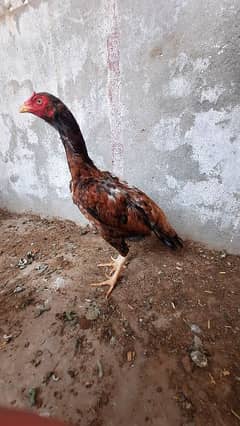 2 female hens. eggs ki garaunty ho gi . whatsapp no. 0319.9091909