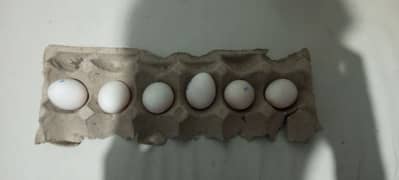 Silver Sebright Fertile eggs for sale