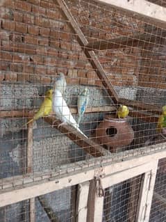 3 Breeder pair and Penjra for sale