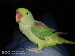Cute Parrots/0307-2750088/