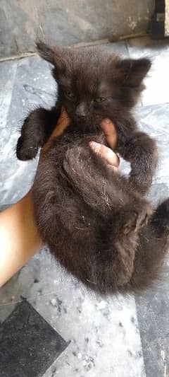 2 month old prrisan kitten jet black color