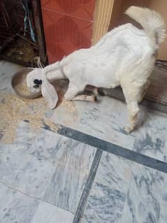 Ranjan puri goat