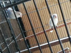 love birds breeder and pathay available