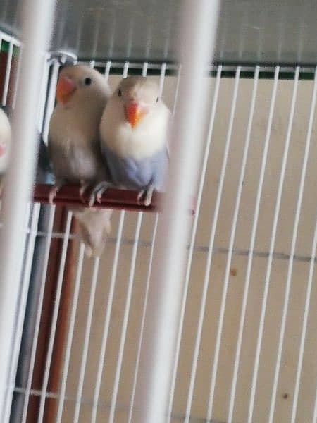 love birds breeder and pathay available 1