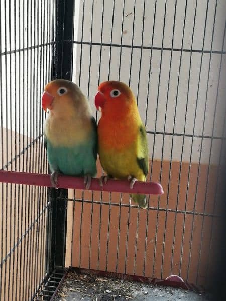 love birds breeder and pathay available 2