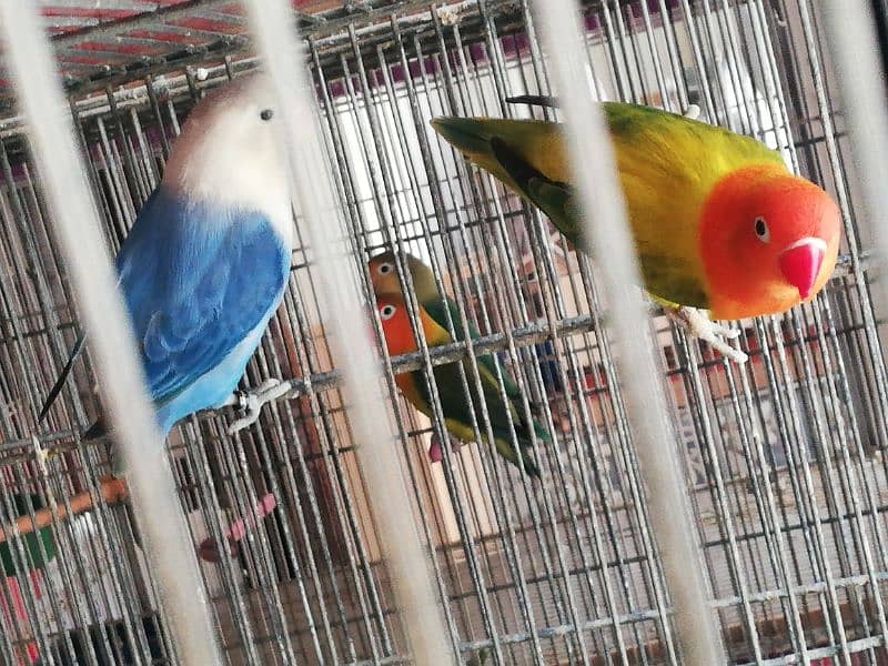 love birds breeder and pathay available 3