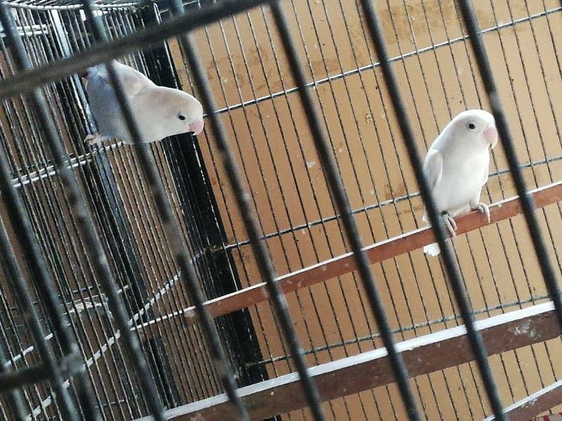 love birds breeder and pathay available 4