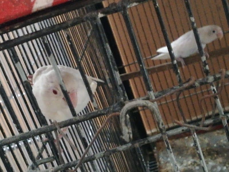 love birds breeder and pathay available 5