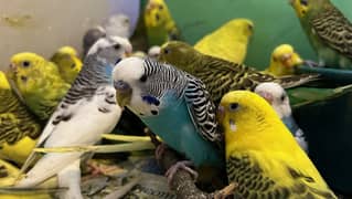 selling Australia parrots
