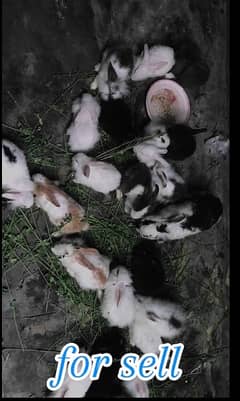 rabbits for sell